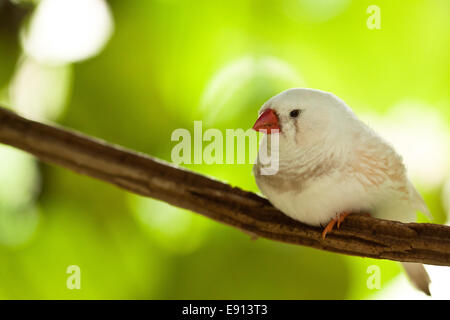 Zebra finch Stock Photo