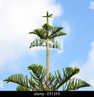 Araucaria excelsa. Stock Photo