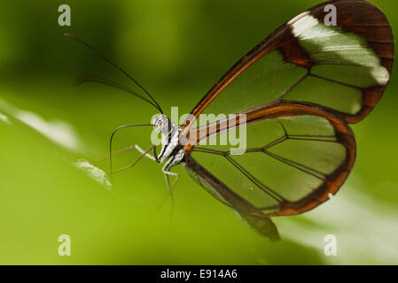 Glasswing (Greta oto) Stock Photo