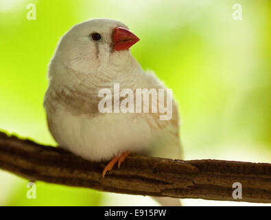 Zebra finch Stock Photo