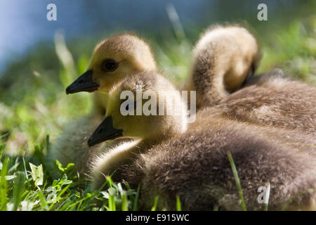 young Canada Goose Stock Photo