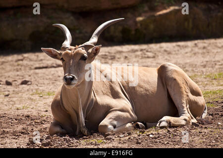 Common Eland (Taurotragus oryx) Stock Photo