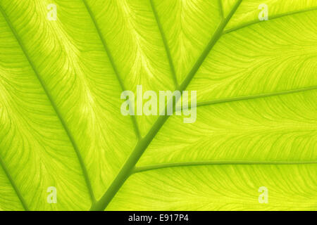 Chloroplasten hi-res stock photography and images - Alamy