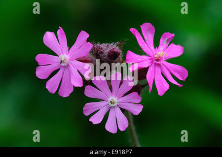 Male red campion flowers Stock Photo