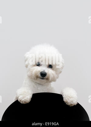 Bichon frise dog Stock Photo