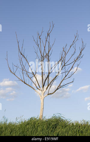 Small tree Stock Photo