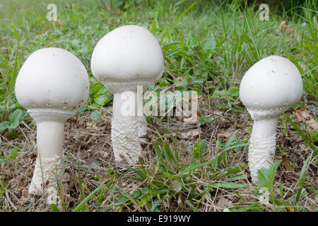 Horse field Mushrooms Stock Photo