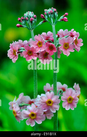 Primula japonica Apple Blossom in bloom in a Dorset, country garden. May 2013 Stock Photo