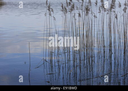 reed Stock Photo