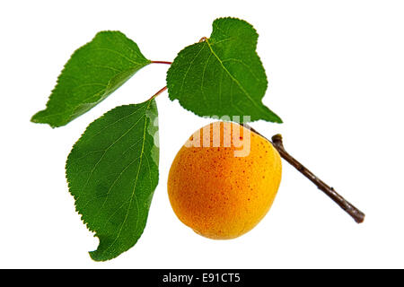 Apricot, isolated on white background Stock Photo