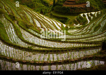 Steep Flooded Rice Terraces at Longji Stock Photo