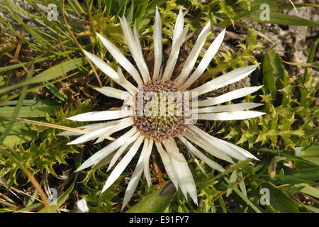 thistle Stock Photo