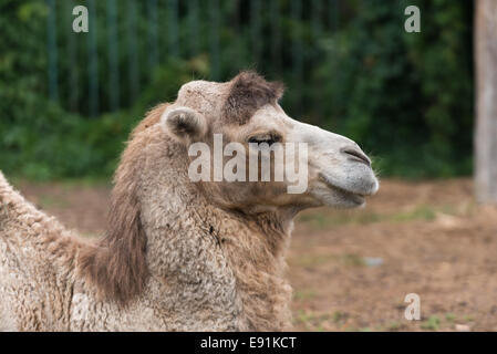 A camel resting in the kharkiv zoo Stock Photo