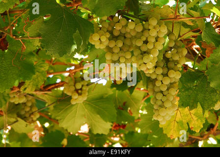 Grapes cluster Stock Photo