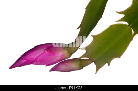 Christmas Cactus Flower Stock Photo