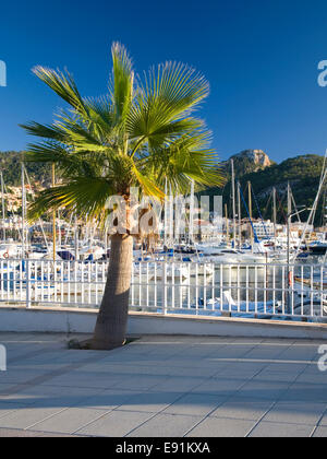 Port d'Andratx, Mallorca, Balearic Islands, Spain. Palm-tree growing beside the marina. Stock Photo