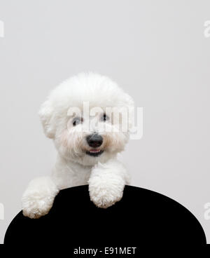 Bichon frise cutout Stock Photo