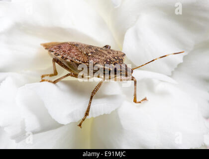 Stink or shield bug on carnation Stock Photo