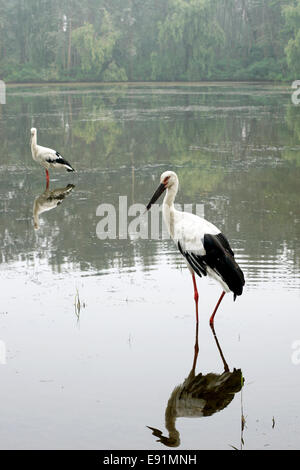 Pair of white storks Stock Photo