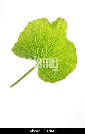 one leaf of Wasabi Stock Photo