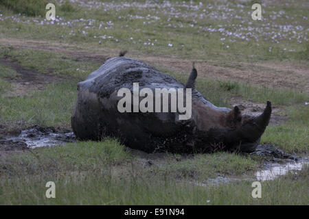 White Rhino taking a mud bath Stock Photo