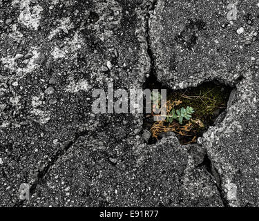 Small plant growing through a crack in the asphalt Stock Photo
