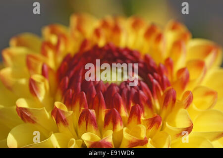 Detail of a red-yellow-coloured dahlia