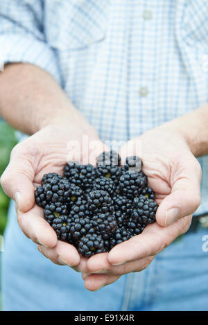 Close Up Of Man Holding Freshly Picked Blackberries Stock Photo