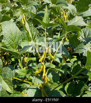 Soybean pods growing on farm for biodiesel Stock Photo