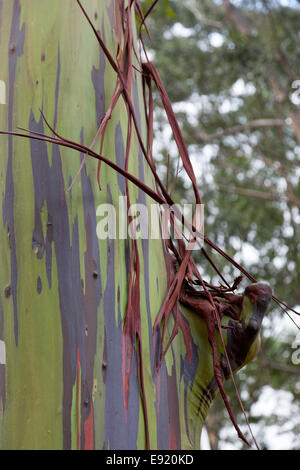 Trunk of eucalyptus tree Stock Photo