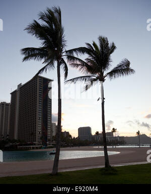 Palm trees at dawn in Waikiki Stock Photo