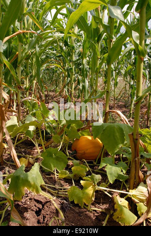 Growing pumpkin in corn Stock Photo