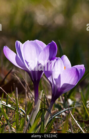 violet spring crocus in the open countryside Stock Photo