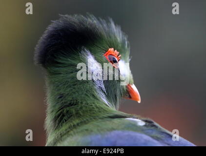 White-cheeked Turaco (Tauraco leucotis) looking over his shoulder, detailed close-up of the head and eye Stock Photo