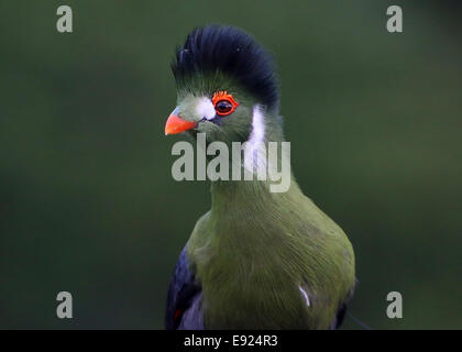 Male white-cheeked Turaco (Tauraco leucotis) detailed close-up of the head and upper body Stock Photo