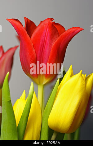 red and yellow tulips Stock Photo