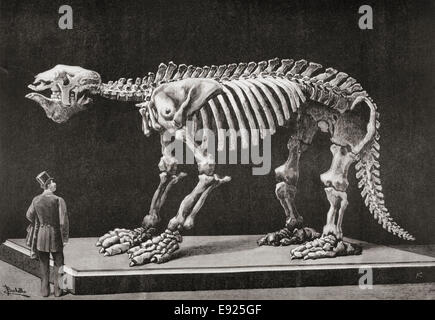 Skeleton of a Megatherium on display in the Natural Sciences Museum, Madrid in 1892. Stock Photo