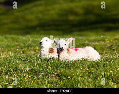 Pair of welsh lambs in meadow Stock Photo
