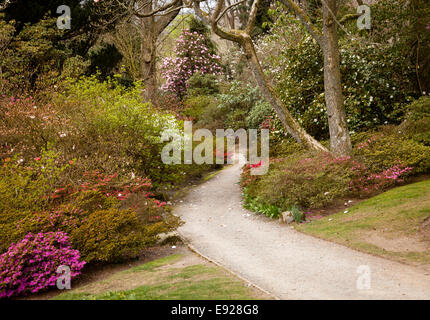 Garden path between shrubbery of azaleas Stock Photo