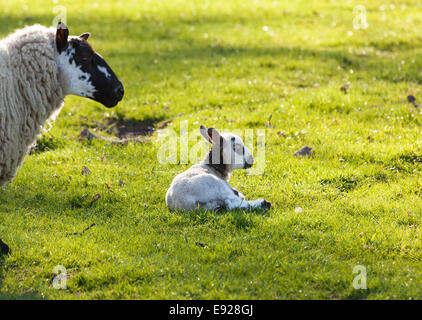 Black and white lamb in meadow Stock Photo