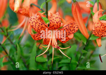 Tiger Lily, Lat. Lilium lancifolium Stock Photo