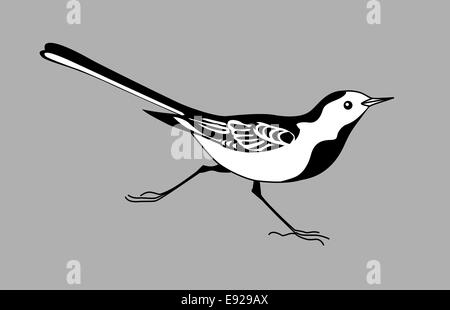 wagtail silhouette on gray  background Stock Photo
