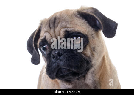 Adorable Pug Dog over white background, Head closeup, Horizontal shot Stock Photo
