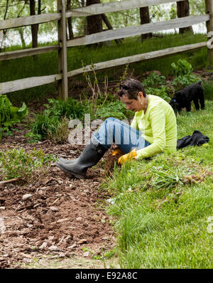 Lady gardener pulling up weeds in flowerbed Stock Photo