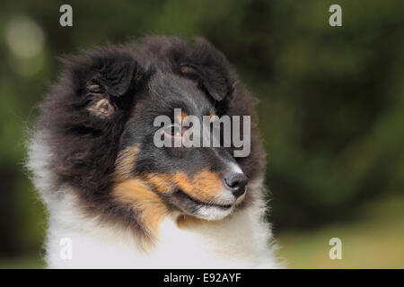 American Shetland Sheepdog puppy Stock Photo