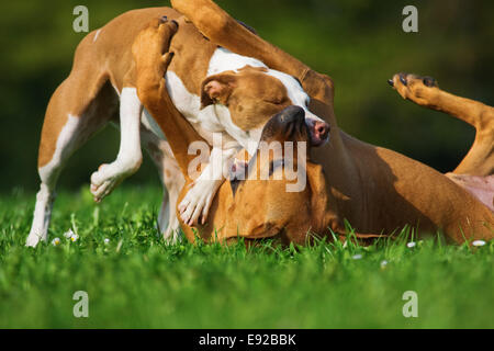 two dogs in clinch Stock Photo