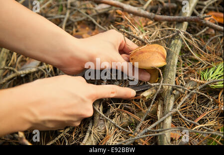 girl hand take Big mushroom in forest Stock Photo