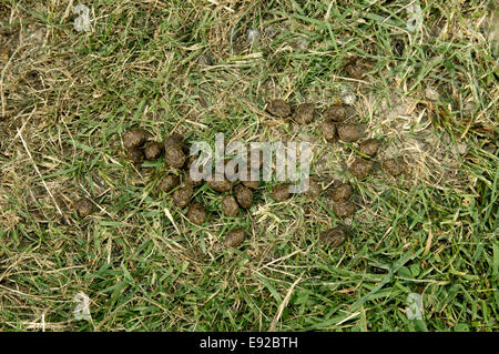 Rabbit droppings - Oryctolagus cuniculus Stock Photo