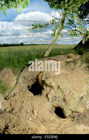 Warren For Rabbit Rabbit (Oryctolagus Cuniculus) warren with rabbits inside and outside ...