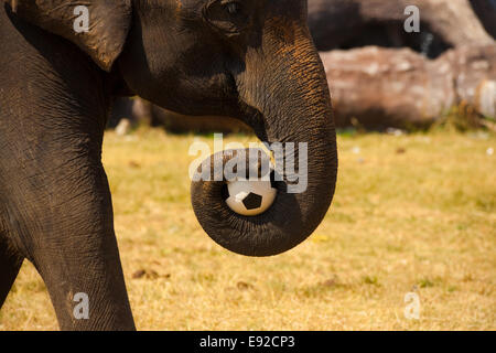 Elephant Carrying Soccer Ball Trunk Stock Photo